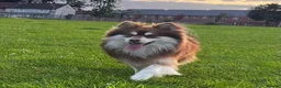 Pomsky dogs for stud:  Reggie the F3 pomsky for stud  in Liverpool - Advert 3