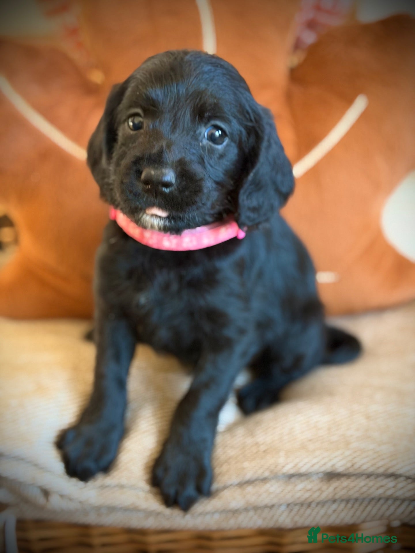 Labradoodle dogs for sale: One girl Remaining !  - Advert 2