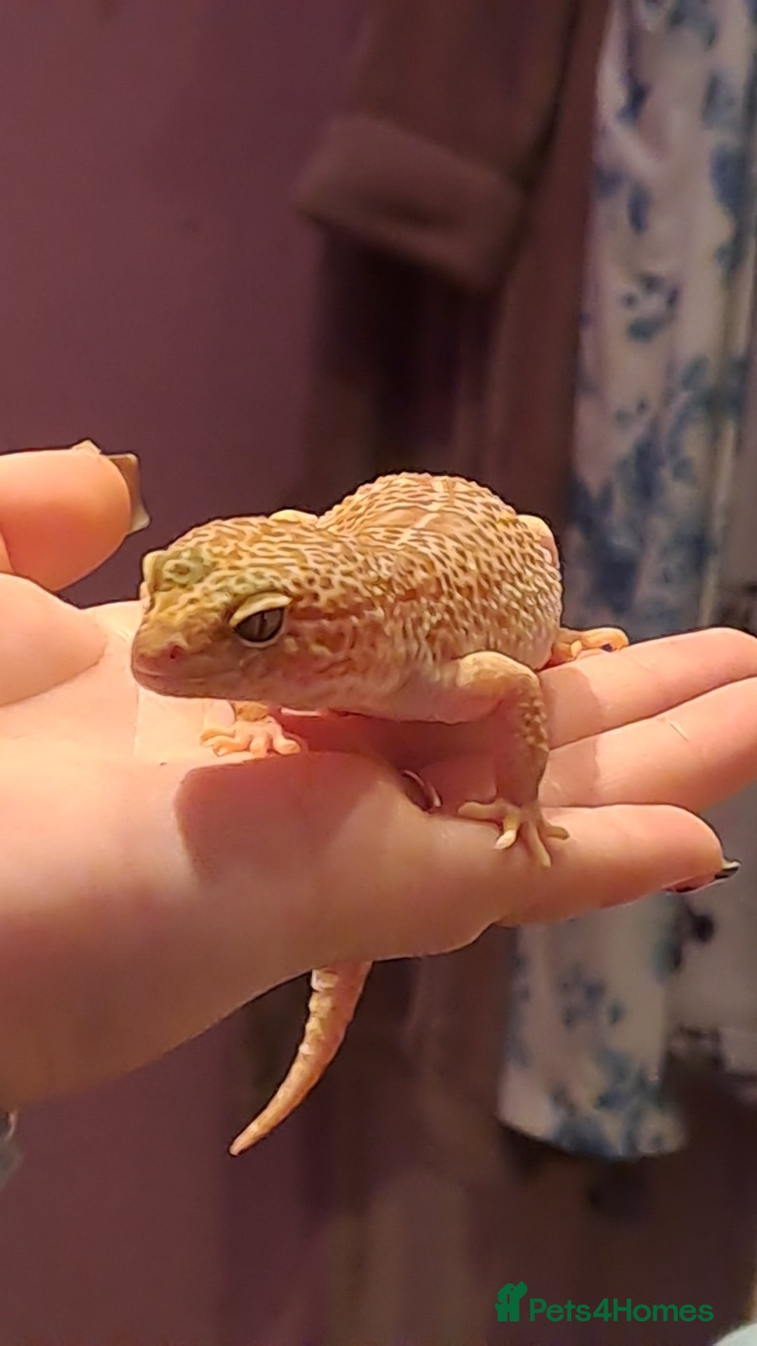 Leopard Gecko reptiles Albino Leopard Gecko - Advert 3