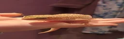 Leopard Gecko reptiles for sale: Albino Leopard Gecko in Salisbury - Advert 1