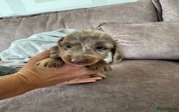 Miniature Dachshund dogs for sale: Long haired miniture dachshund  - Image 14