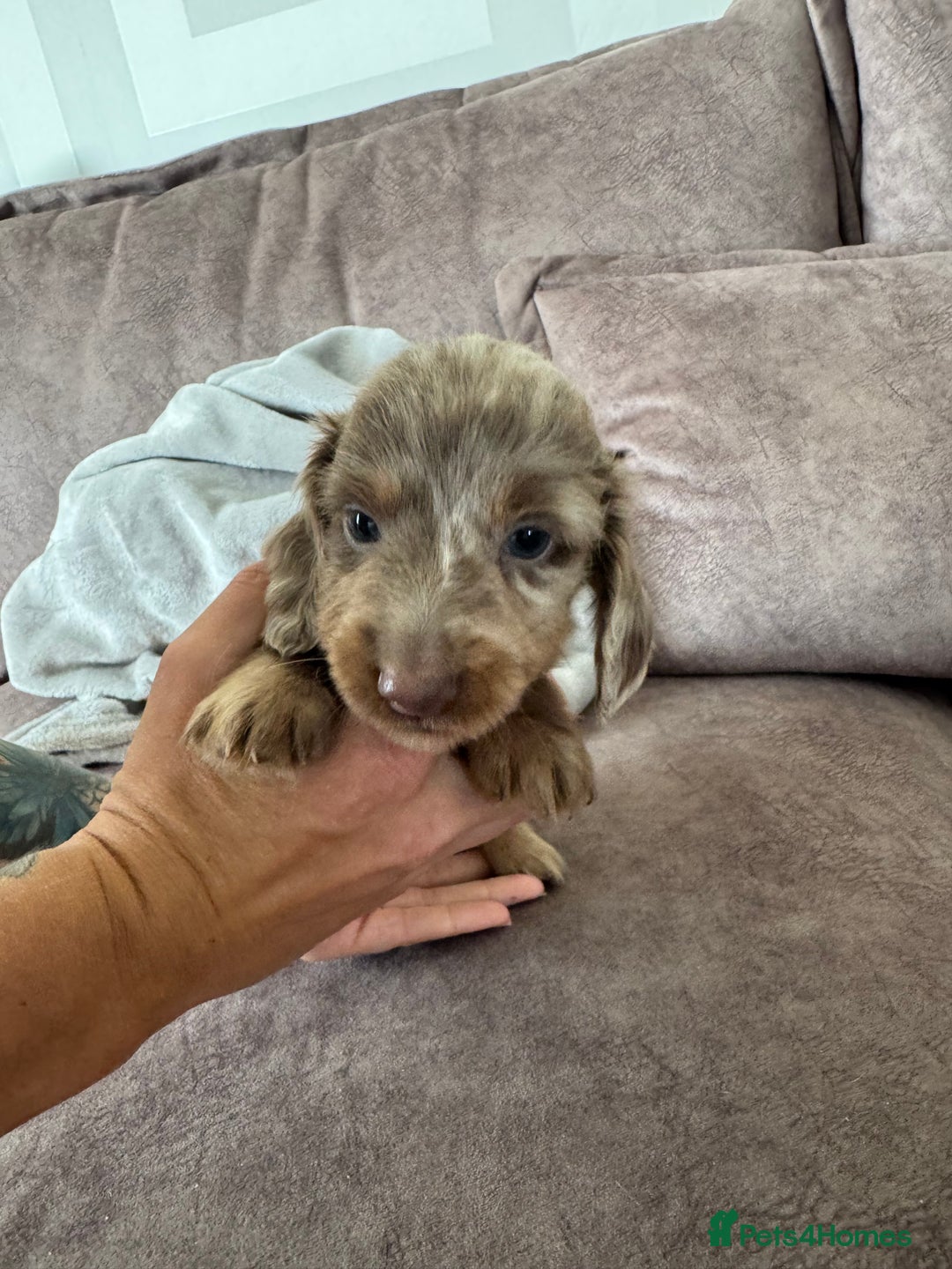 Miniature Dachshund dogs for sale: Long haired miniture dachshund  - Image 14