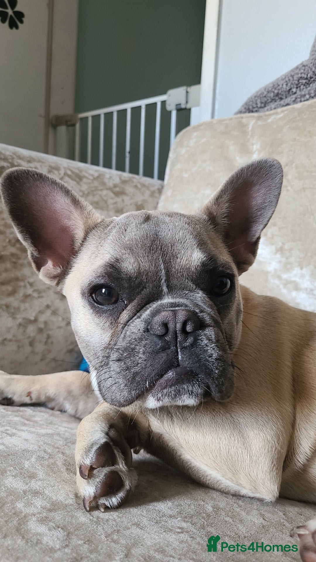 French Bulldog dogs for sale: Female French bulldog - Advert 2