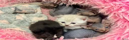 Sphynx cats for sale: Stunning litter of Sphynx kittens (hairless & fur) - Advert 11