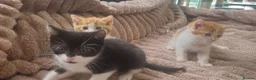 Domestic Shorthair cats for sale: Ginger females & tuxedo male - Advert 8