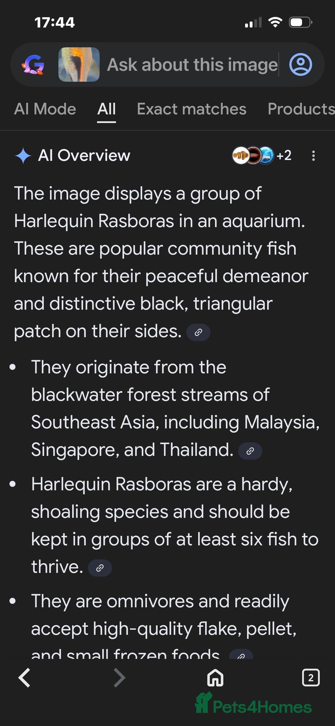 Other/Mixed Breed fish for sale: Fish and 180 litre fish tank free to a good home - Advert 7