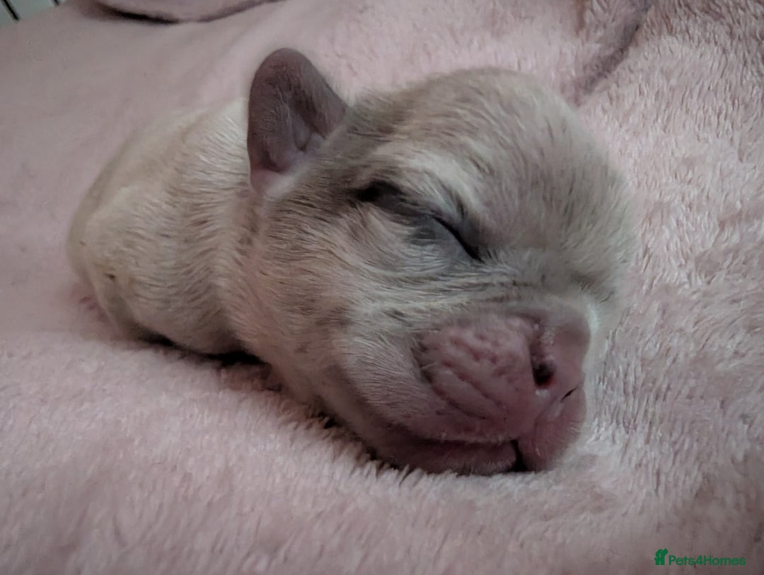 Frug dogs for sale: Beautiful litter of frugs  - Advert 6