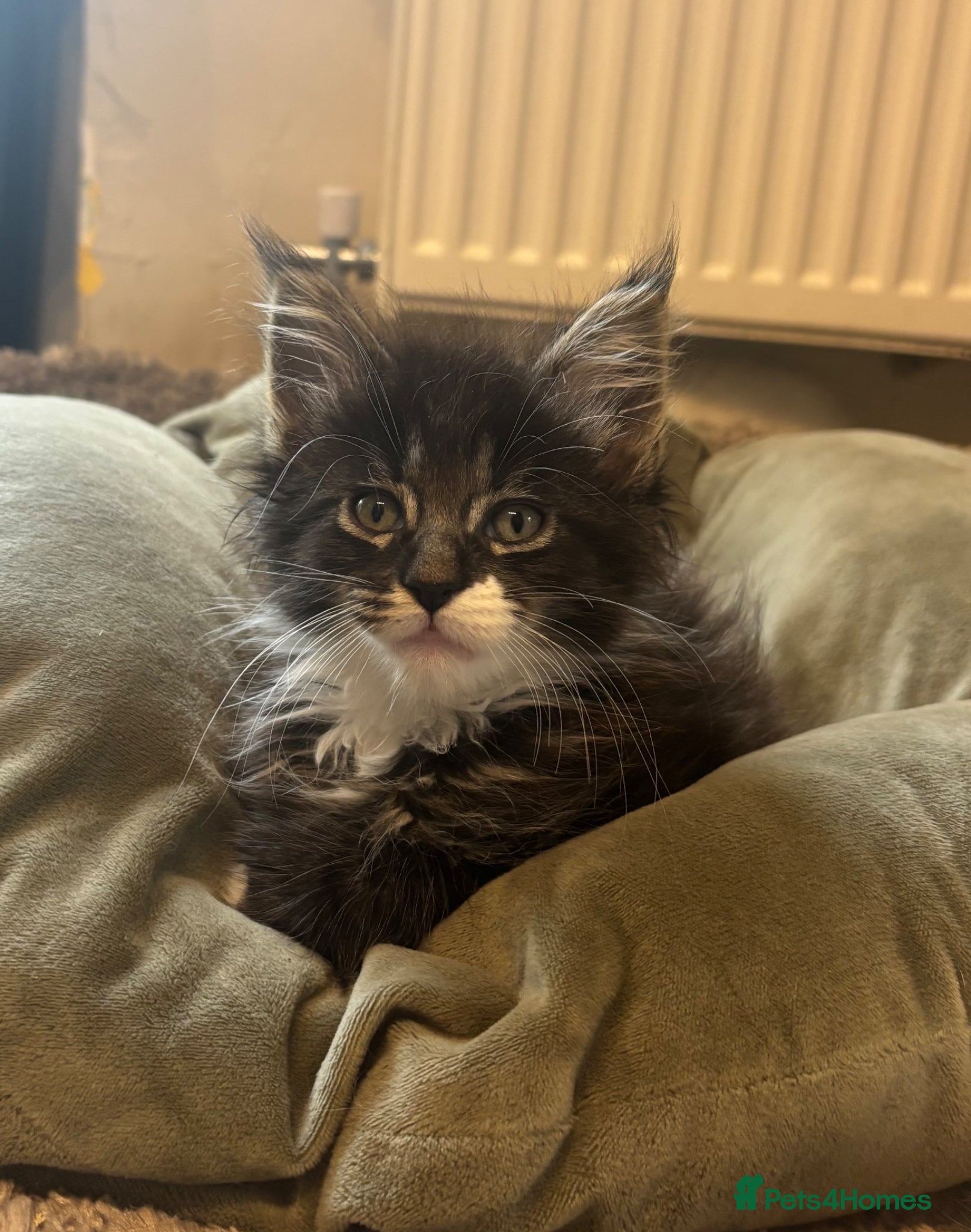 Maine Coon cats for sale: Maine coon kittens for sale. Some polydactyl.  in Trimdon Station - Advert 9