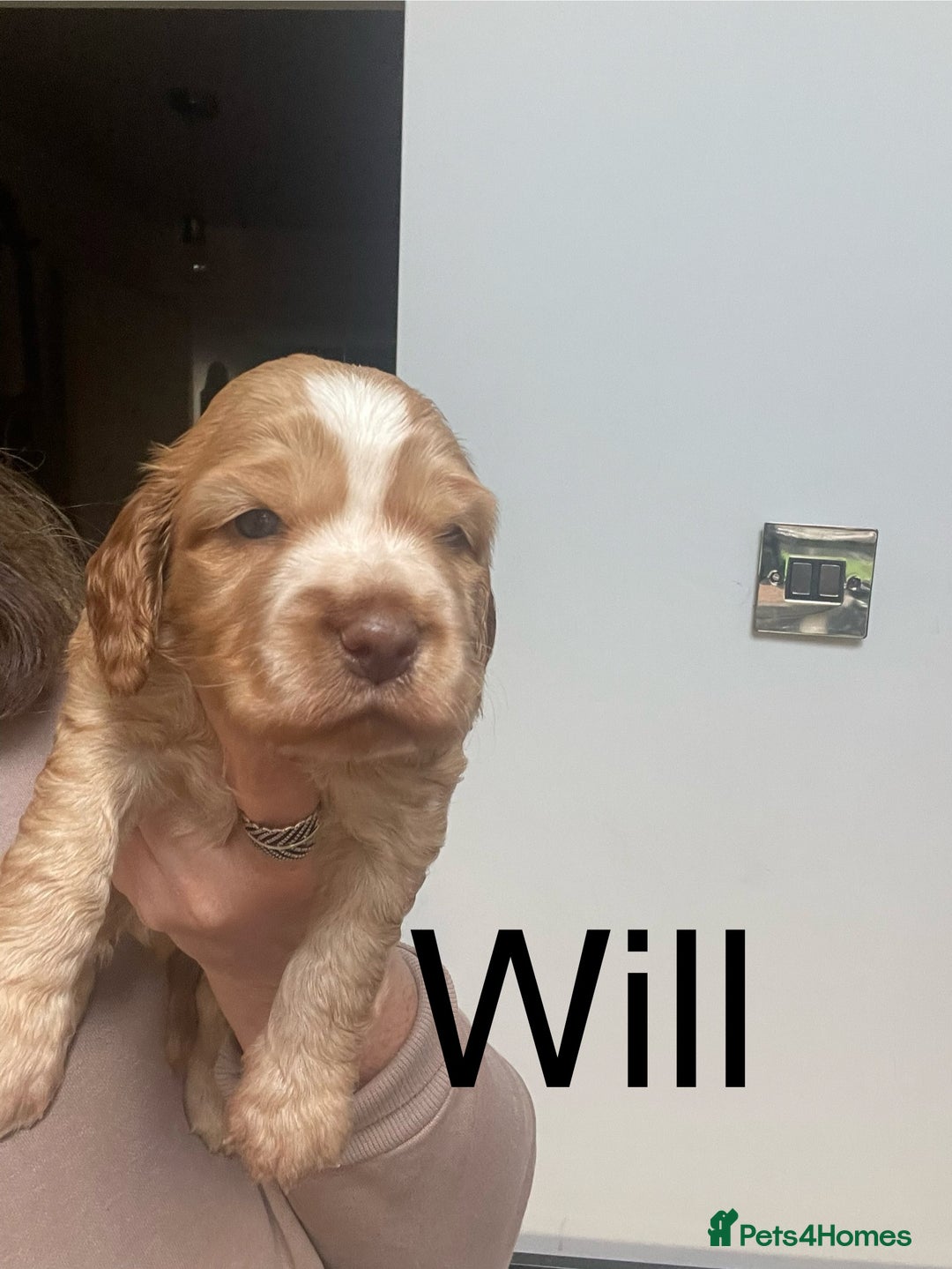 Cocker Spaniel dogs for sale: Beautiful health tested Cocker spaniel pups  - Advert 21