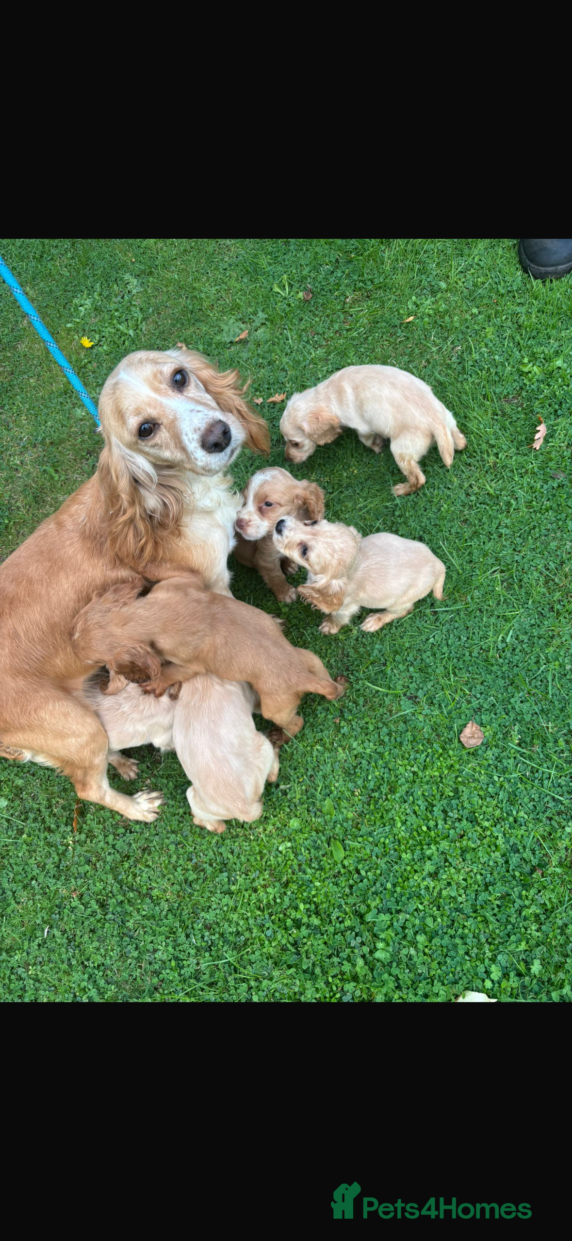Cocker Spaniel dogs for sale: Beautiful cocker spaniel puppies  - Advert 1