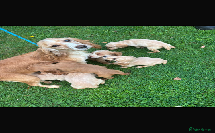 Cocker Spaniel dogs - Advert 2