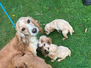 Cocker Spaniel dogs - Advert 2