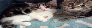 Domestic Shorthair 3