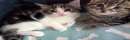 Domestic Shorthair cats for sale: Kittens looking for loving homes - Advert 6