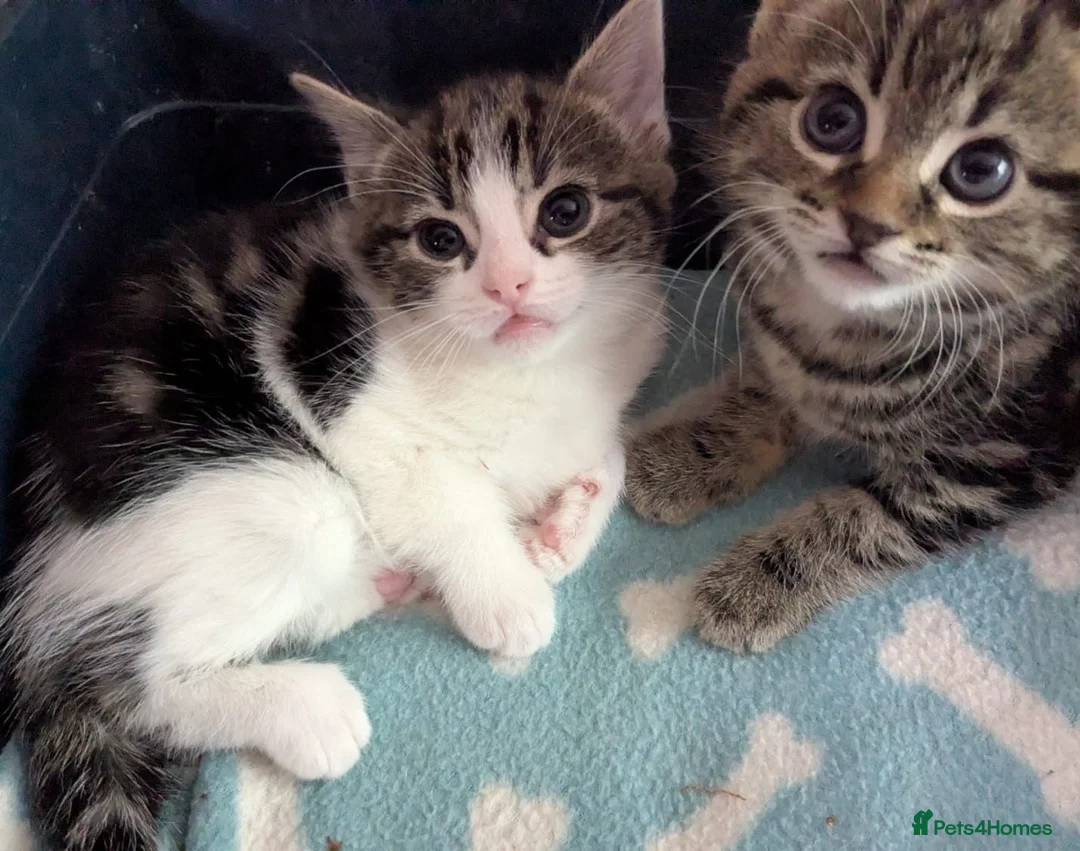 Domestic Shorthair cats for sale: Kittens looking for loving homes - Advert 6