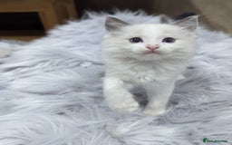 Ragdoll cats for sale: Gorgeous Ragdoll kittens  - Image 3
