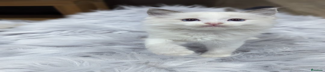 Ragdoll Kitten 2