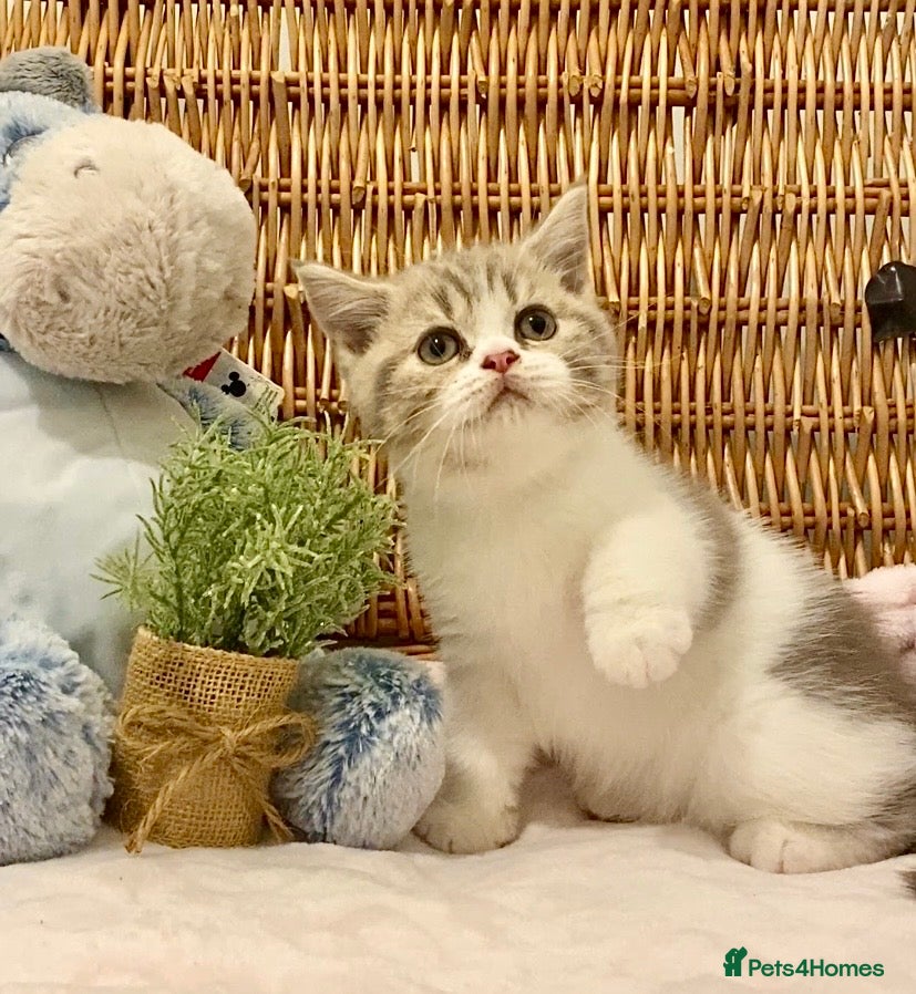 Scottish Fold cats TICA REG CHAMPION LINE FAWN BICOLOUR  GIRL 🧸 - Advert 1