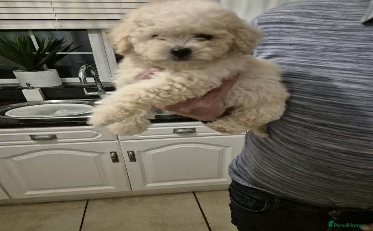 Maltipoo dogs - Advert 1