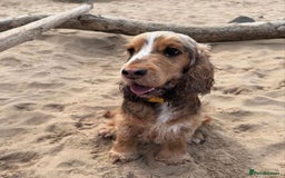 Cocker Spaniel dogs for sale: Cocker Spaniel Pups, KC, Health Tested, Champ Line - Image 27
