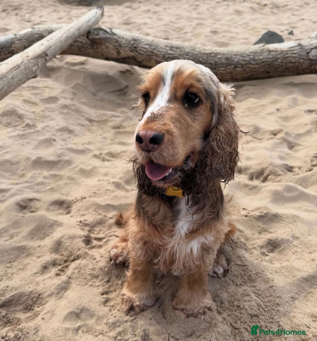 Cocker Spaniel dogs for sale: Cocker Spaniel Pups, KC, Health Tested, Champ Line - Image 27