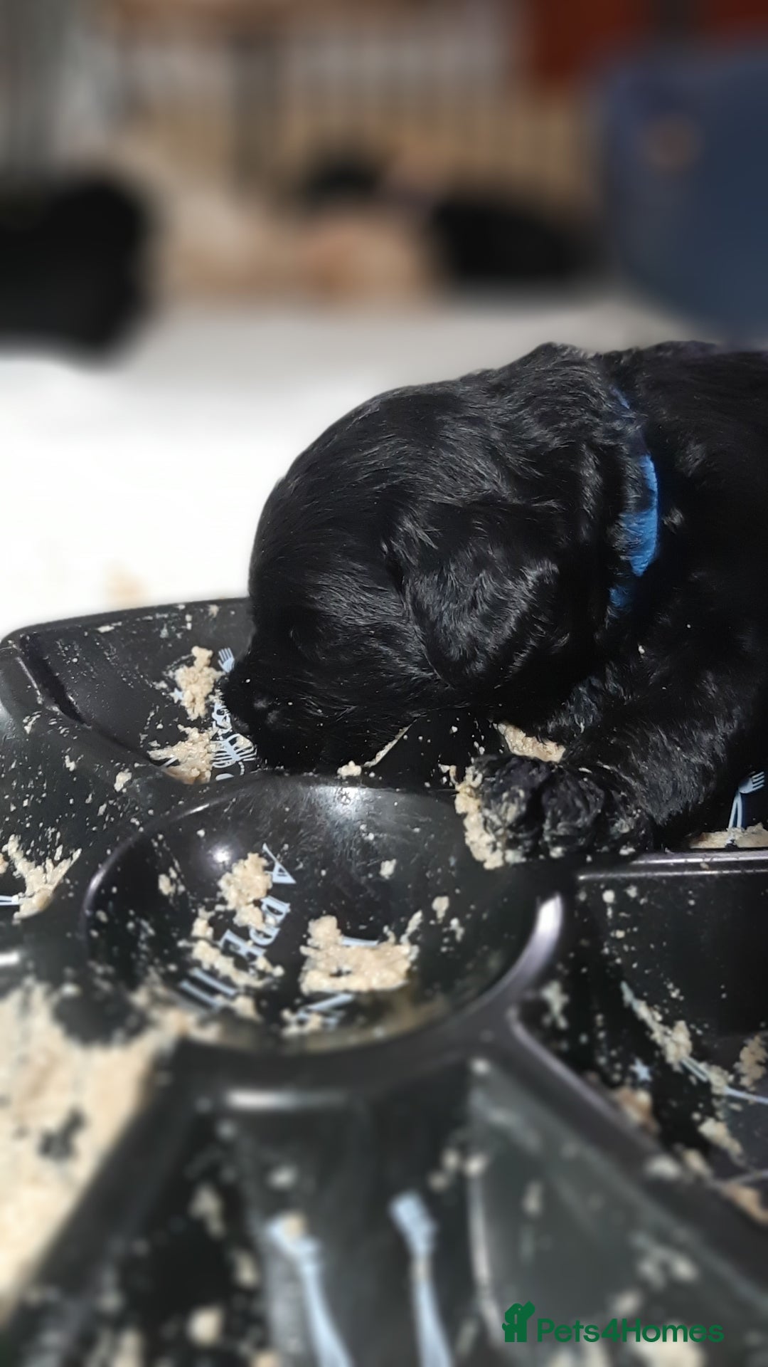 Labradoodle dogs for sale: Labradoodle double doodle pups ready 9th November  - Image 10