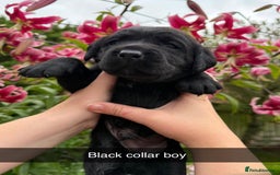 Labrador Retriever dogs for sale: Labrador Retriever Puppies - Image 11