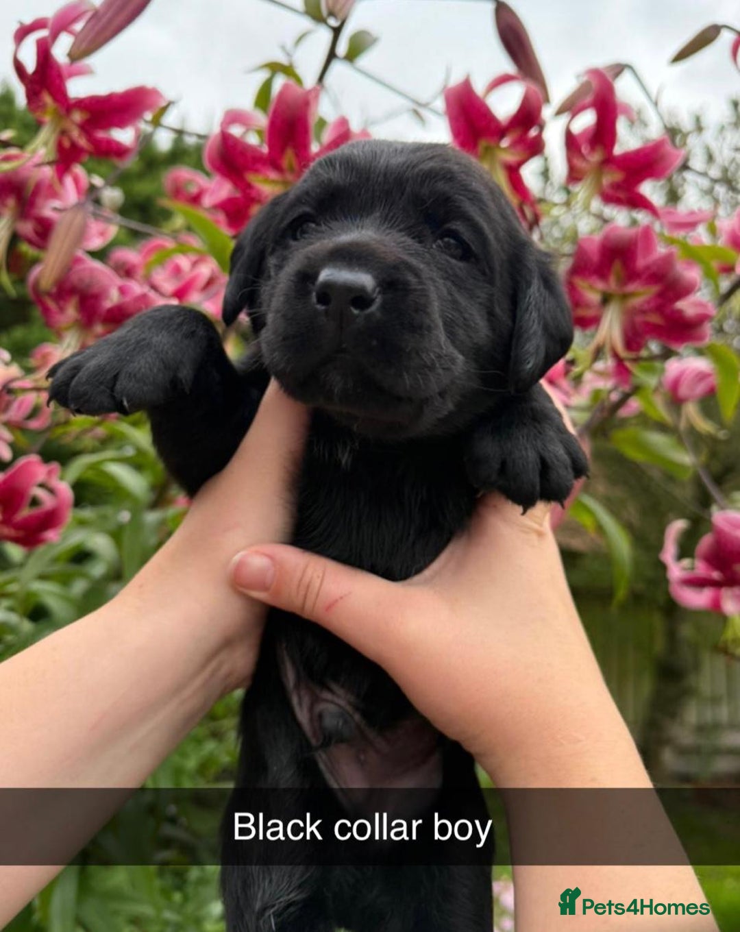 Labrador Retriever dogs for sale: Labrador Retriever Puppies - Image 11