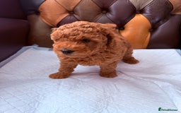 Toy Poodle dogs for sale: Four Beautiful Little Boys “Real Charmer’s “ - Image 19