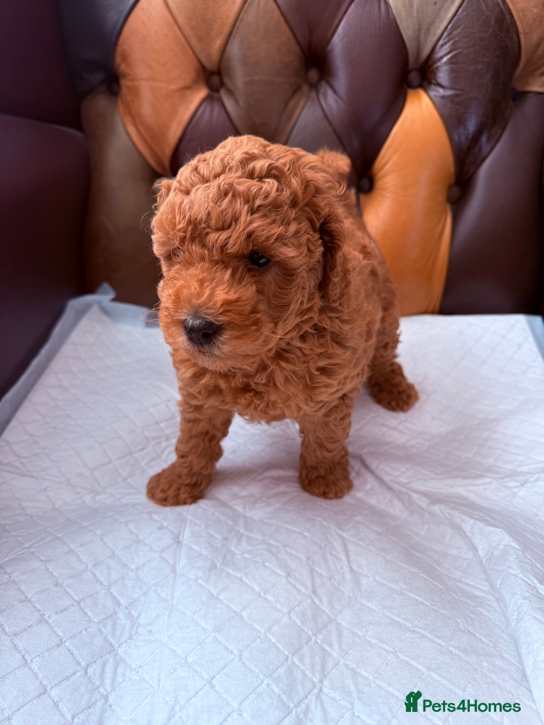 Toy Poodle dogs for sale: Four Beautiful Little Boys “Real Charmer’s “ - Image 19