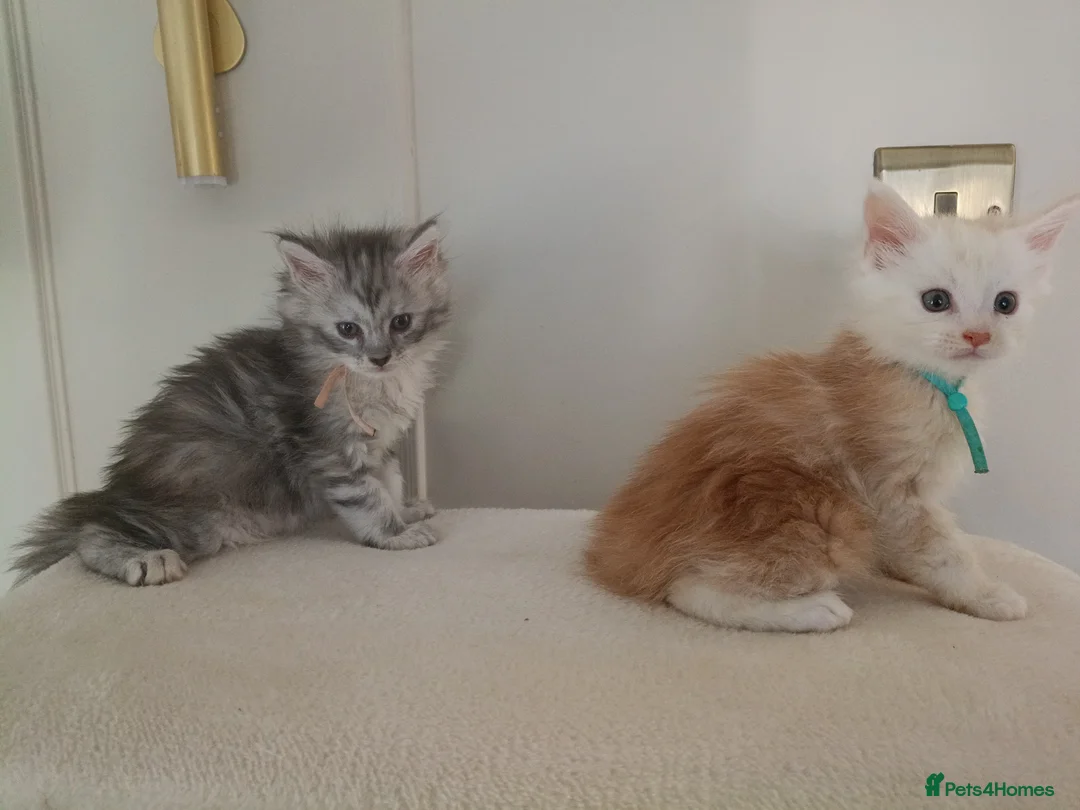 Maine Coon cats for sale: Exceptional Maine Coon kittens 😻💞 - Advert 15