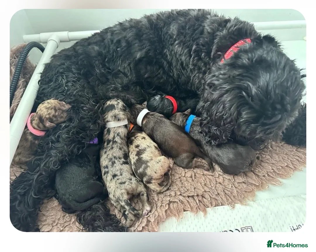 Cockapoo dogs for stud: F1 proven Blue Merle Cockapoo for stud in Aylesford - Advert 11