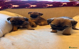 Border Terrier dogs for sale: Border terrier puppies for sale  - Image 7