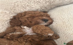 Cavapoo dogs for sale: 💫 TOY CAVAPOO PUPPYS HEALTH TESTED 💫  - Image 11