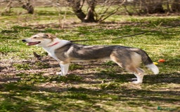 Mixed Breed dogs for adoption: 💖🐶 NINA 🐶💖 - Image 4