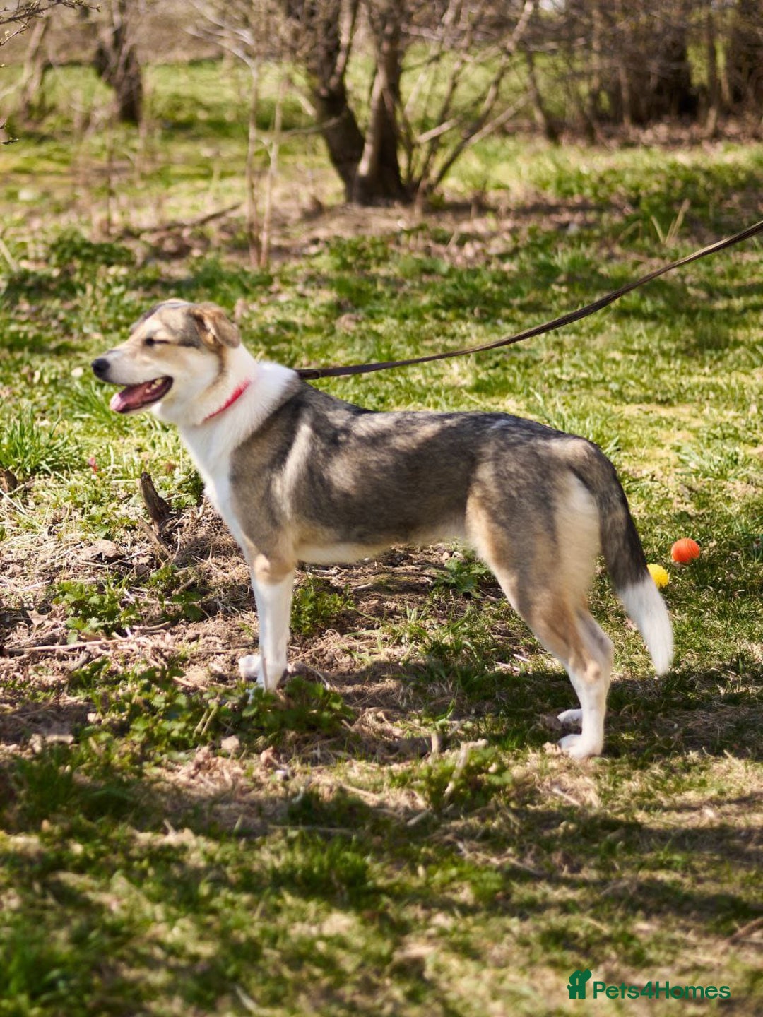 Mixed Breed dogs for adoption: 💖🐶 NINA 🐶💖 - Image 4