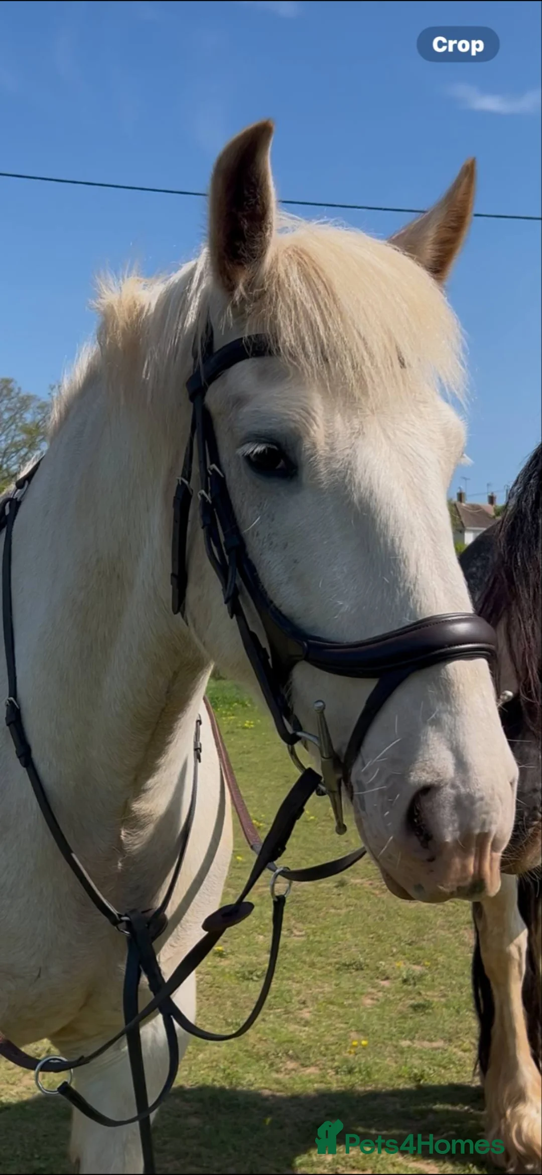 Other Breed horses for sale: 15Hh Red Blagdon Gelding Cob | 7 years old - Advert 1