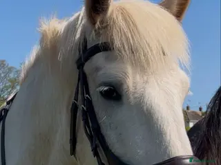 Other Breed horses 15Hh Red Blagdon Gelding Cob | 7 years old - Advert 4