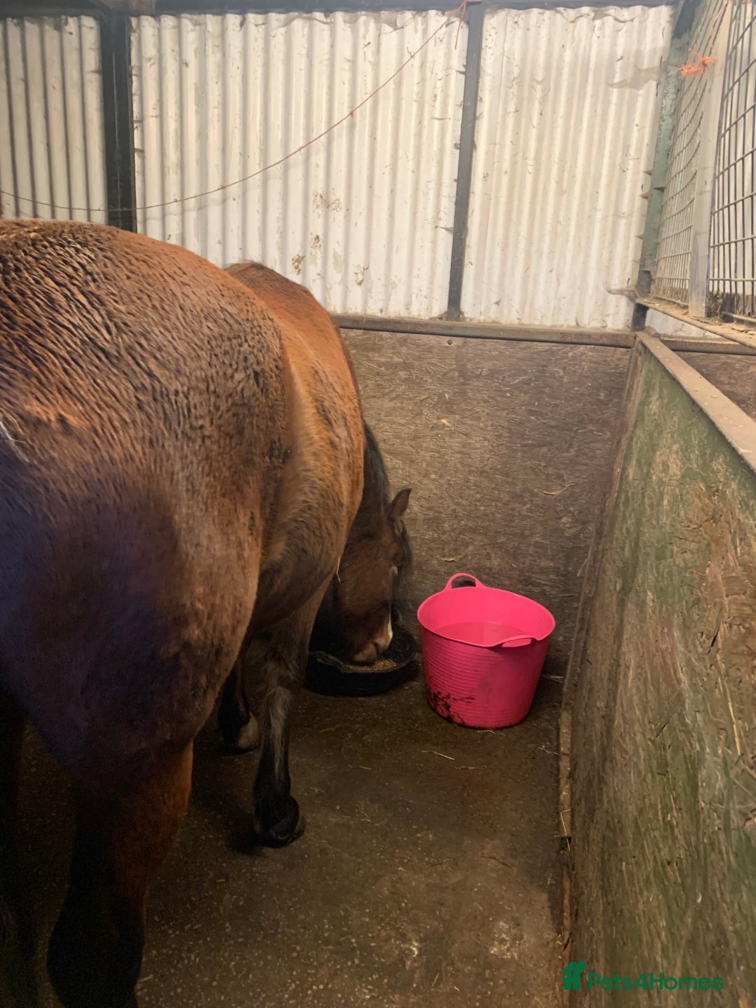 Riding pony horses for sale: ⭐️Now Sold ⭐️Bay Filly “FIZZI” for reluctant sale - Advert 7