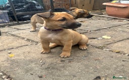 Mixed Breed dogs for sale: Only 1 females left! Stunning bullherder pups  - Advert 18