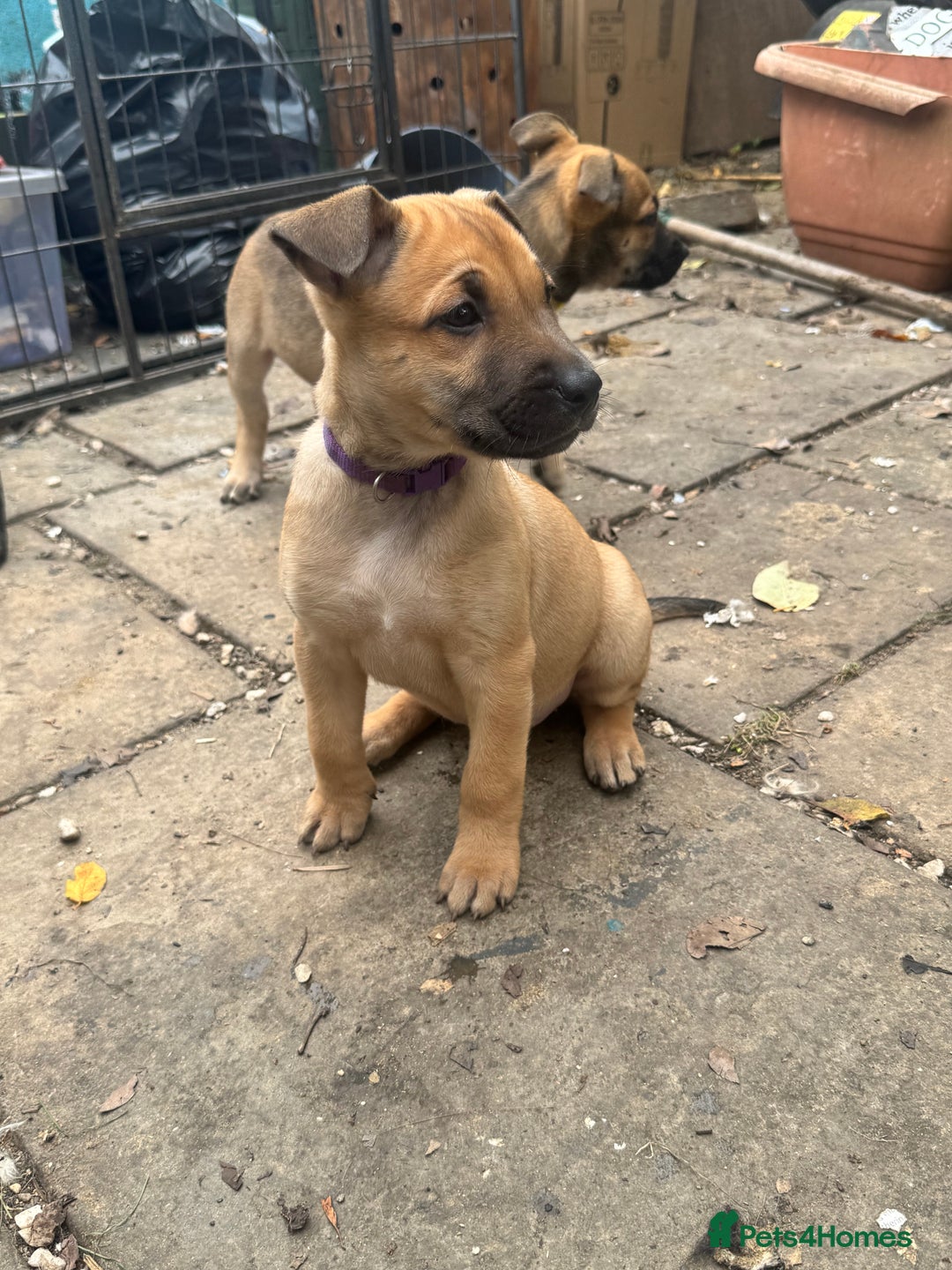 Mixed Breed dogs for sale: Only 1 females left! Stunning bullherder pups  - Advert 18