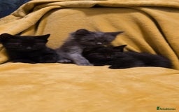 Ragdoll cats for sale: Beautiful half ragdoll kittens - Image 5