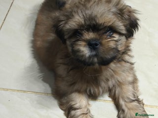 Shih Tzu dogs SHIH TZU STANDARD - PURE BREED - Advert 2