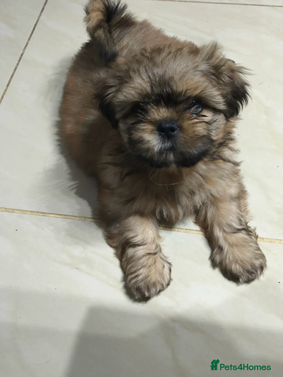Shih Tzu dogs for sale: SHIH TZU STANDARD - PURE BREED  - Advert 7