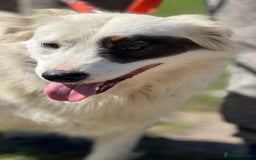 Mixed Breed dogs for adoption: HANNA - an Affectionate Girl for a Loving Home - Image 13