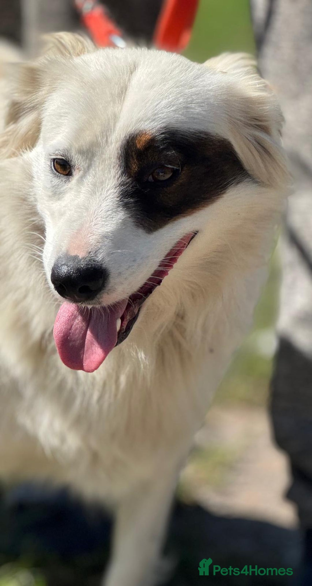 Mixed Breed dogs for adoption: HANNA - an Affectionate Girl for a Loving Home - Image 13