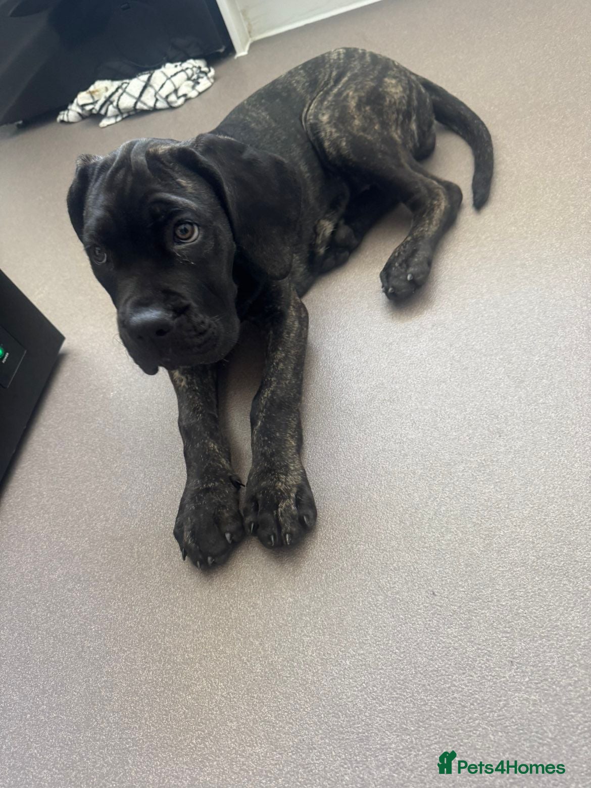 Cane Corso dogs Beautiful cane corso girl - Advert 2