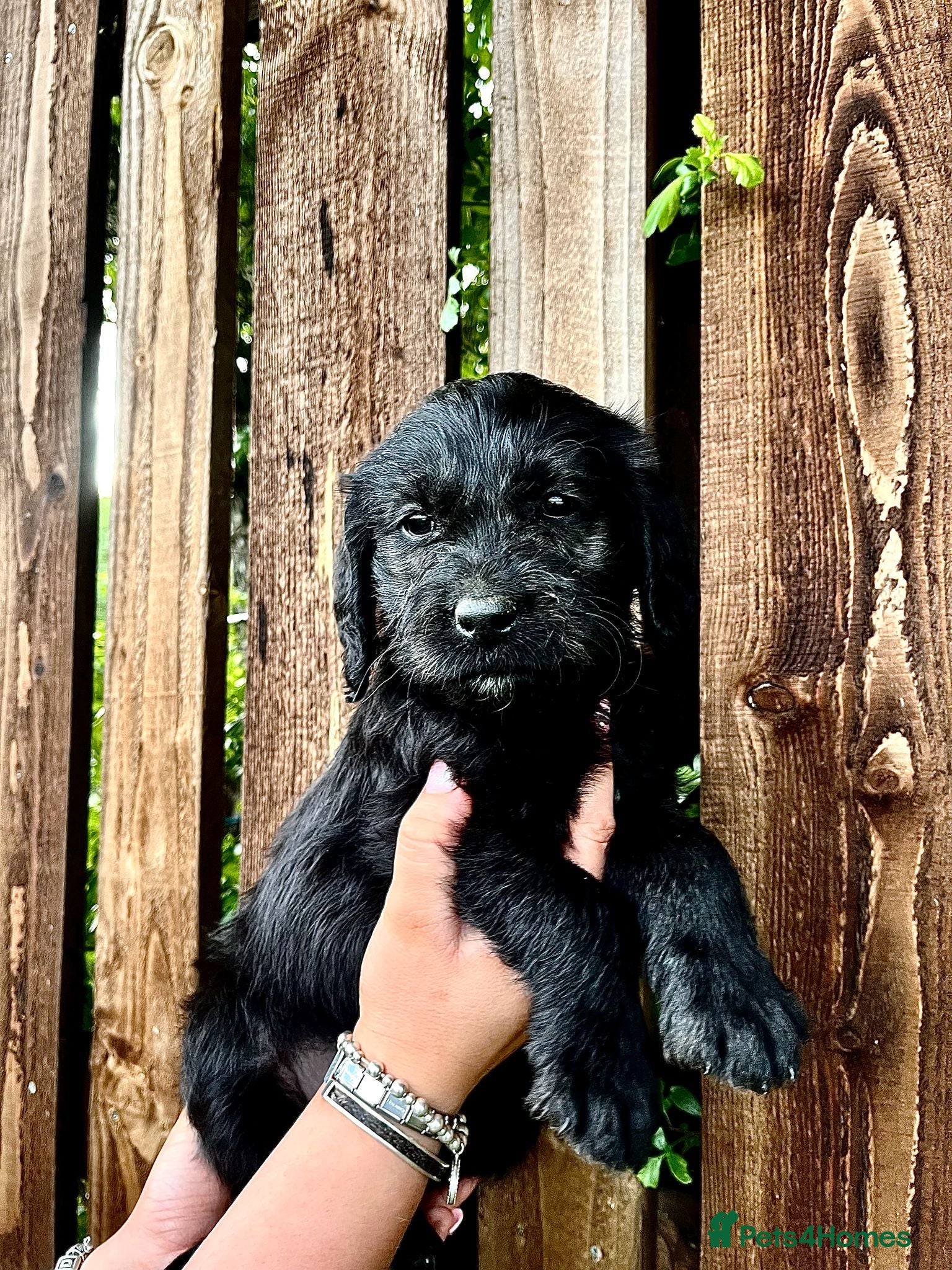 Labradoodle dogs Stunning Standard labradoodles f1 - Advert 11
