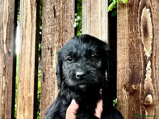 Labradoodle dogs Stunning Standard labradoodles f1 - Advert 2