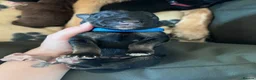 German Shepherd dogs for sale: German Shepherd Puppies in Selby - Advert 5